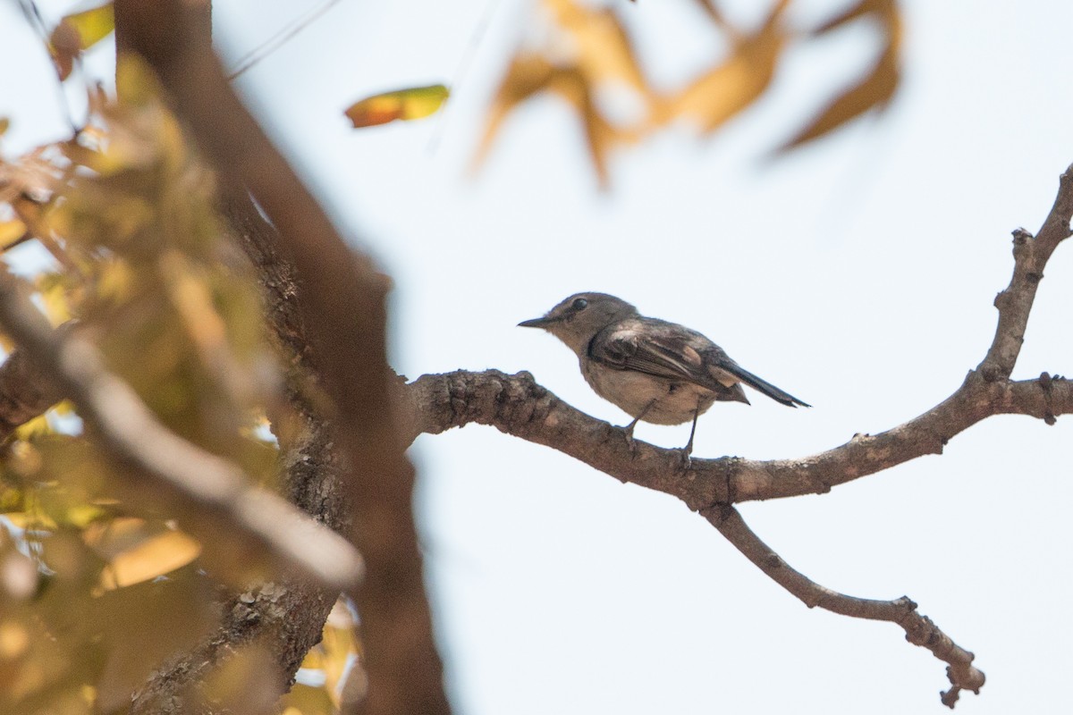 Pale Flycatcher - ML641782585