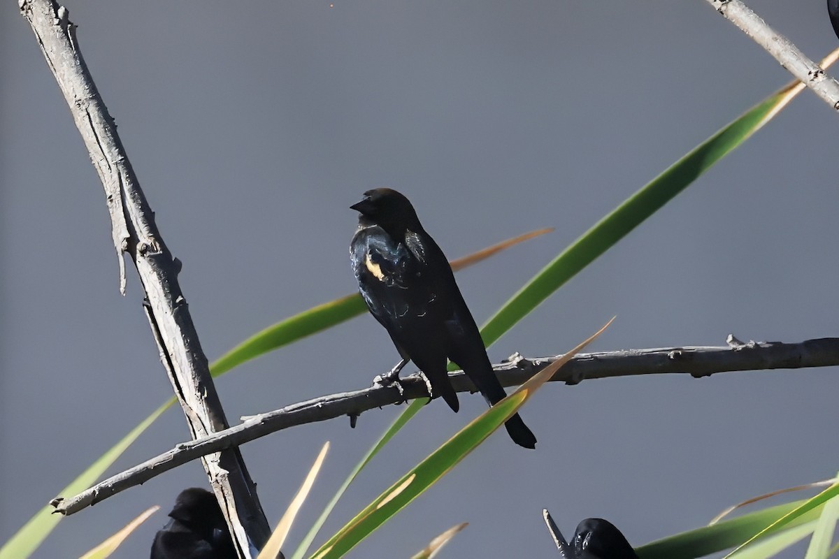 Tricolored Blackbird - ML641782613