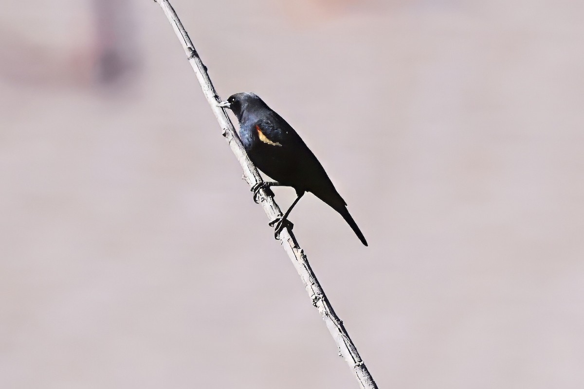Tricolored Blackbird - ML641782614