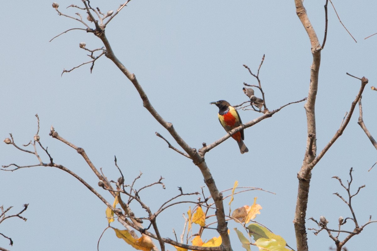 Anchieta's Sunbird - ML641782616