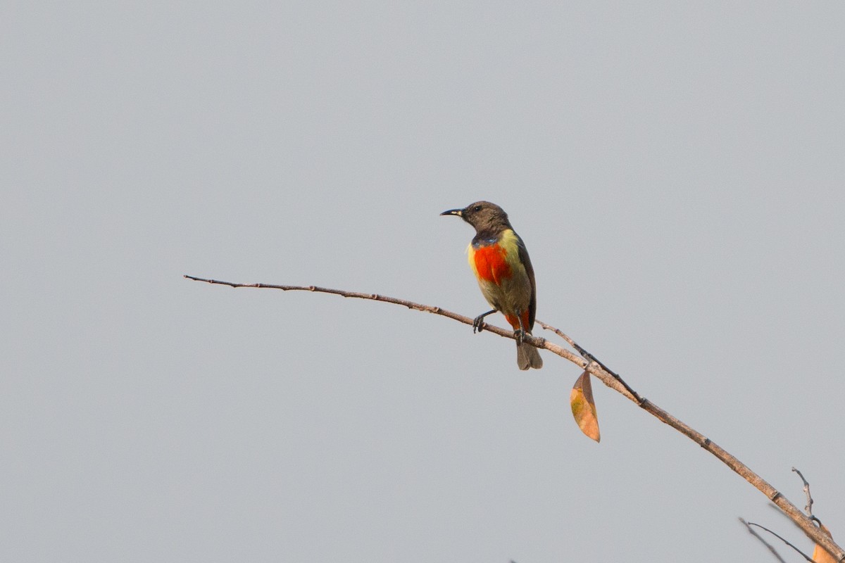 Anchieta's Sunbird - ML641782617