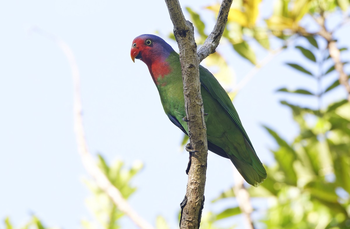 Red-cheeked Parrot - ML641782632
