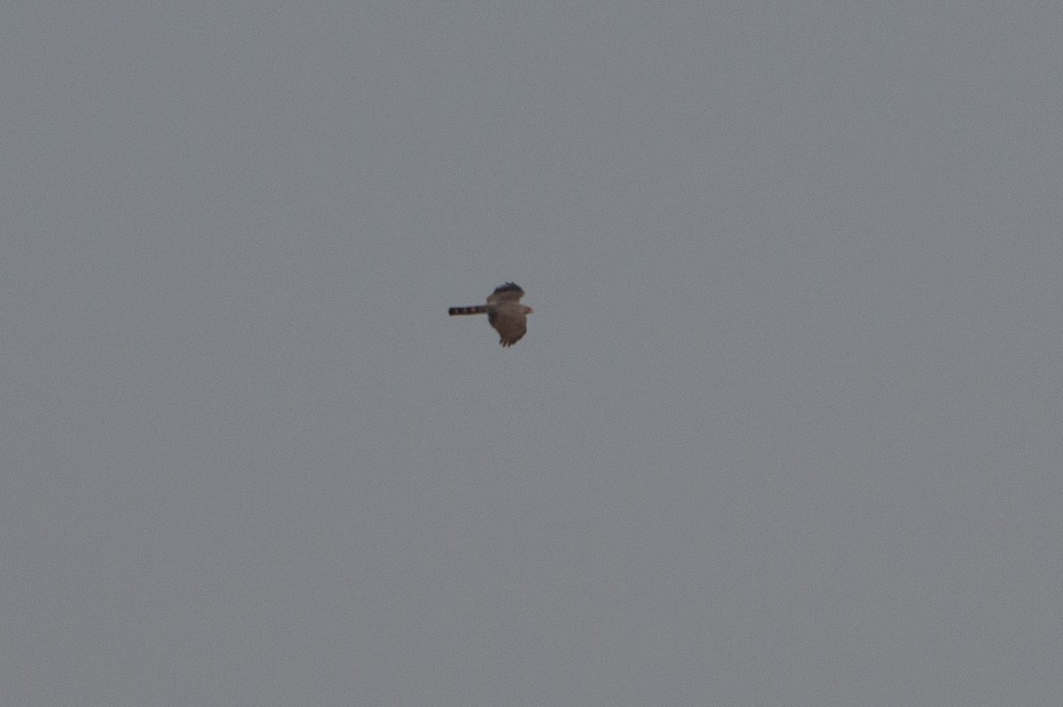 Ovambo Sparrowhawk - ML641782635