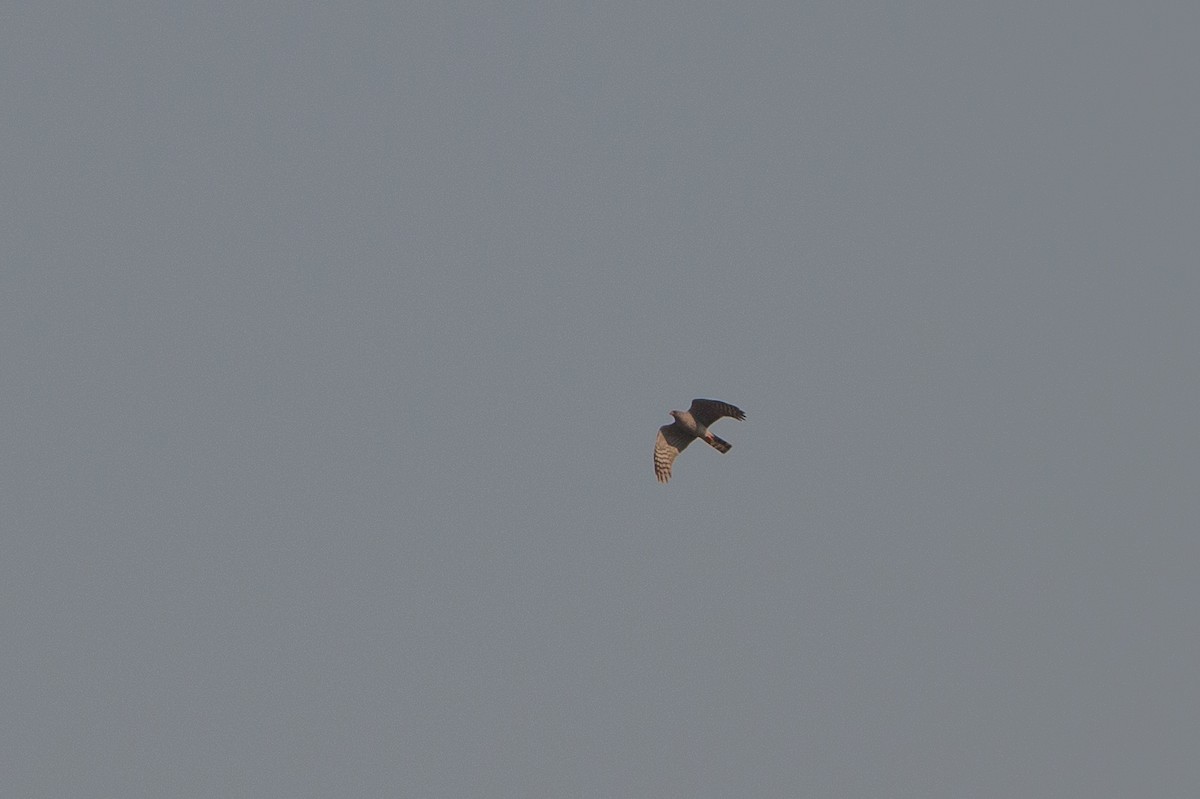 Ovambo Sparrowhawk - ML641782636
