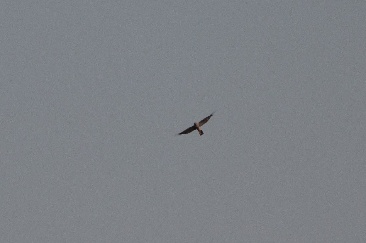 Ovambo Sparrowhawk - ML641782637