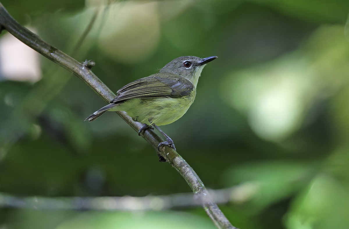 Biak Gerygone - ML641782641