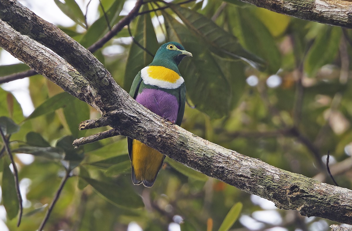Geelvink Fruit-Dove - ML641782648