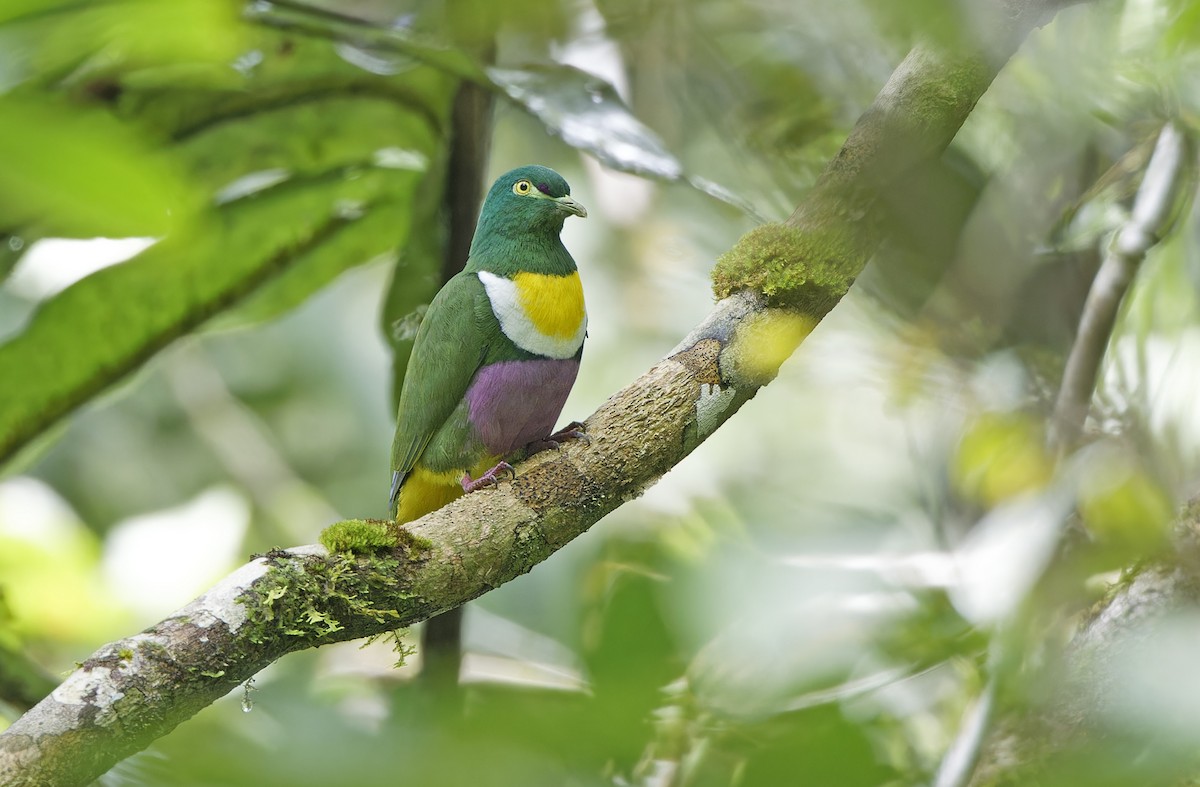 Geelvink Fruit-Dove - ML641782649