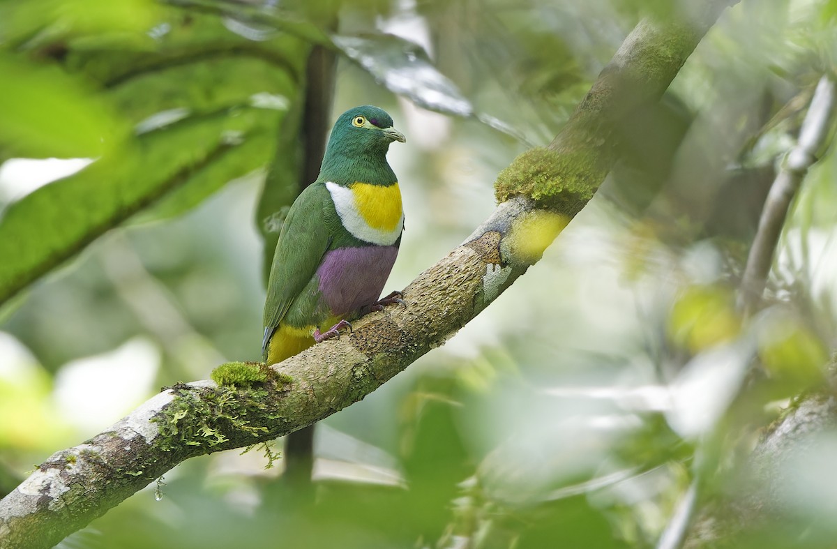 Geelvink Fruit-Dove - ML641782650