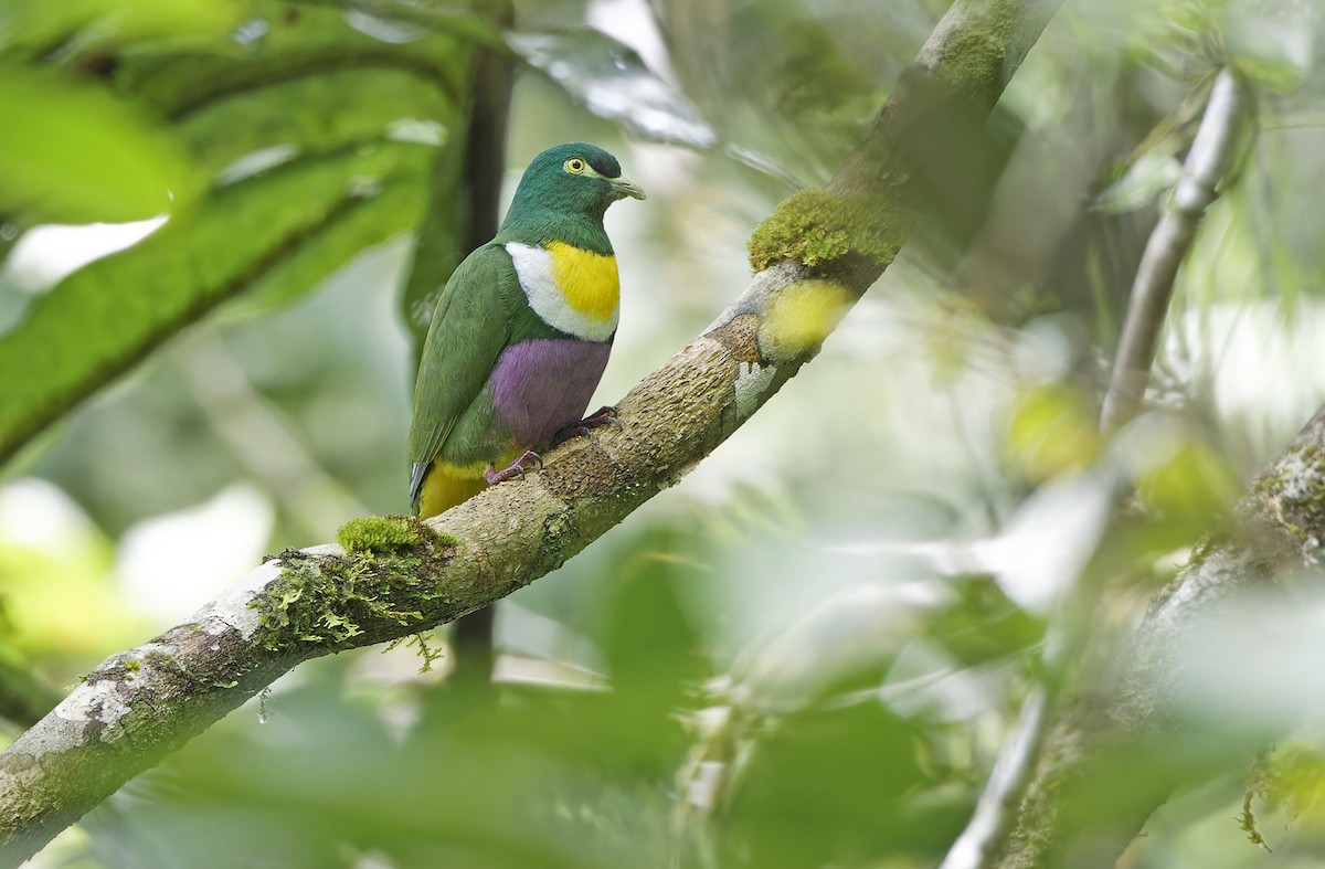 Geelvink Fruit-Dove - ML641782651