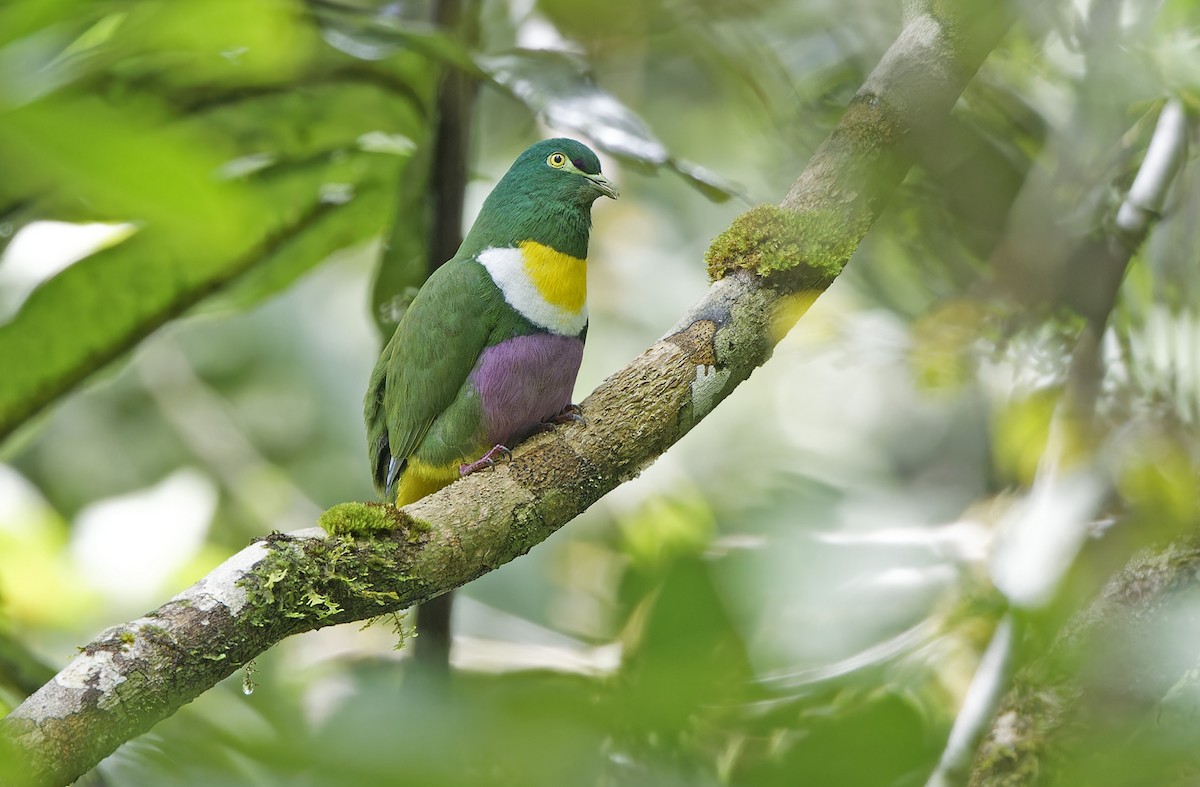 Geelvink Fruit-Dove - ML641782652