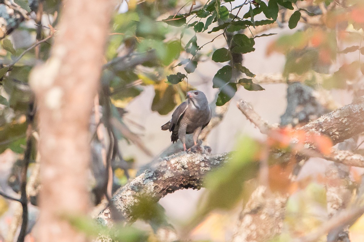Lizard Buzzard - ML641782654