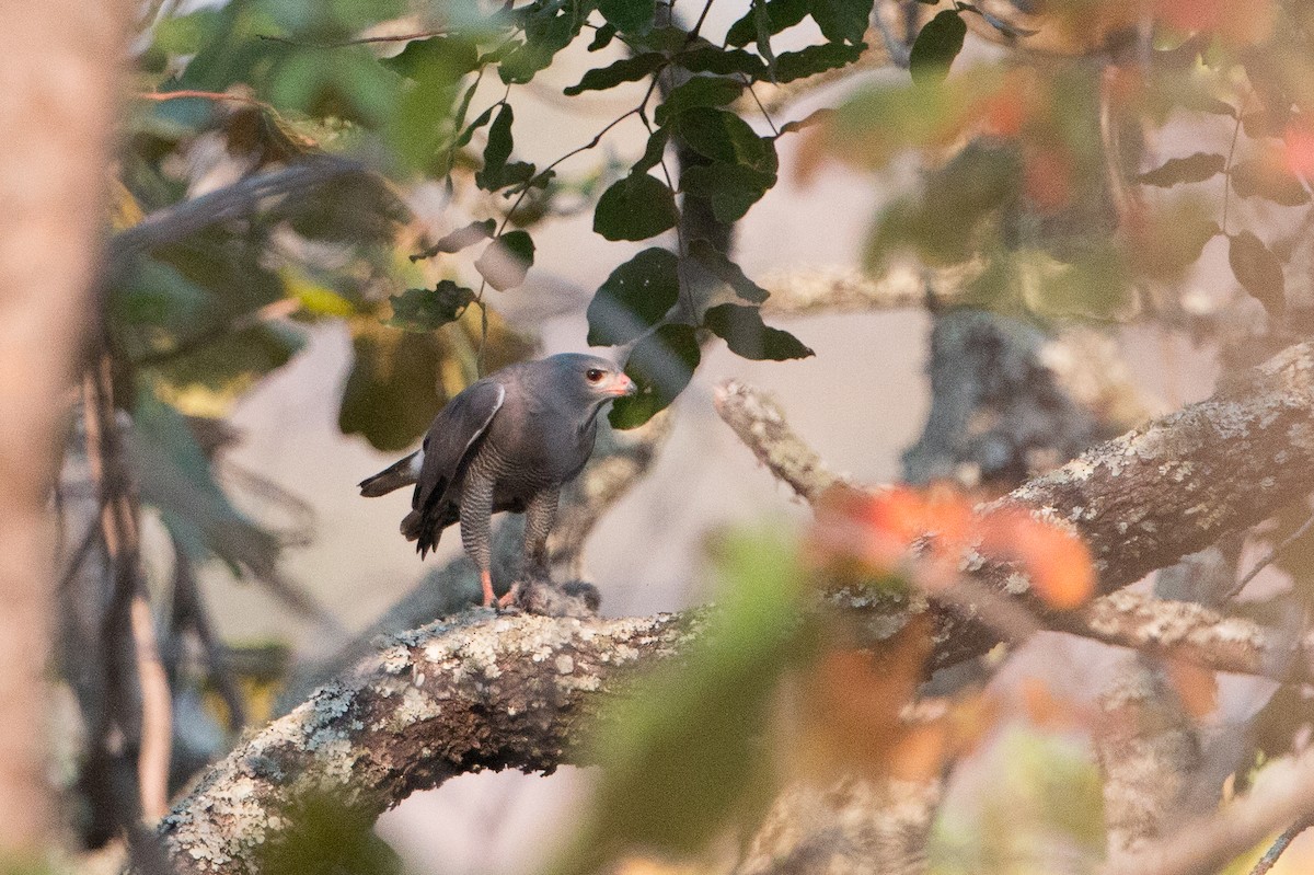 Lizard Buzzard - ML641782655