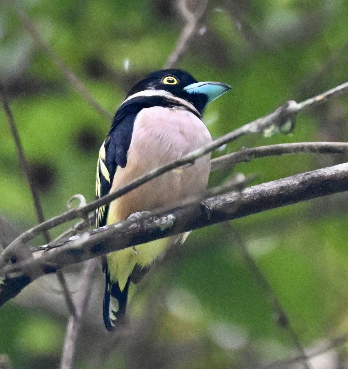 Black-and-yellow Broadbill - ML641782693