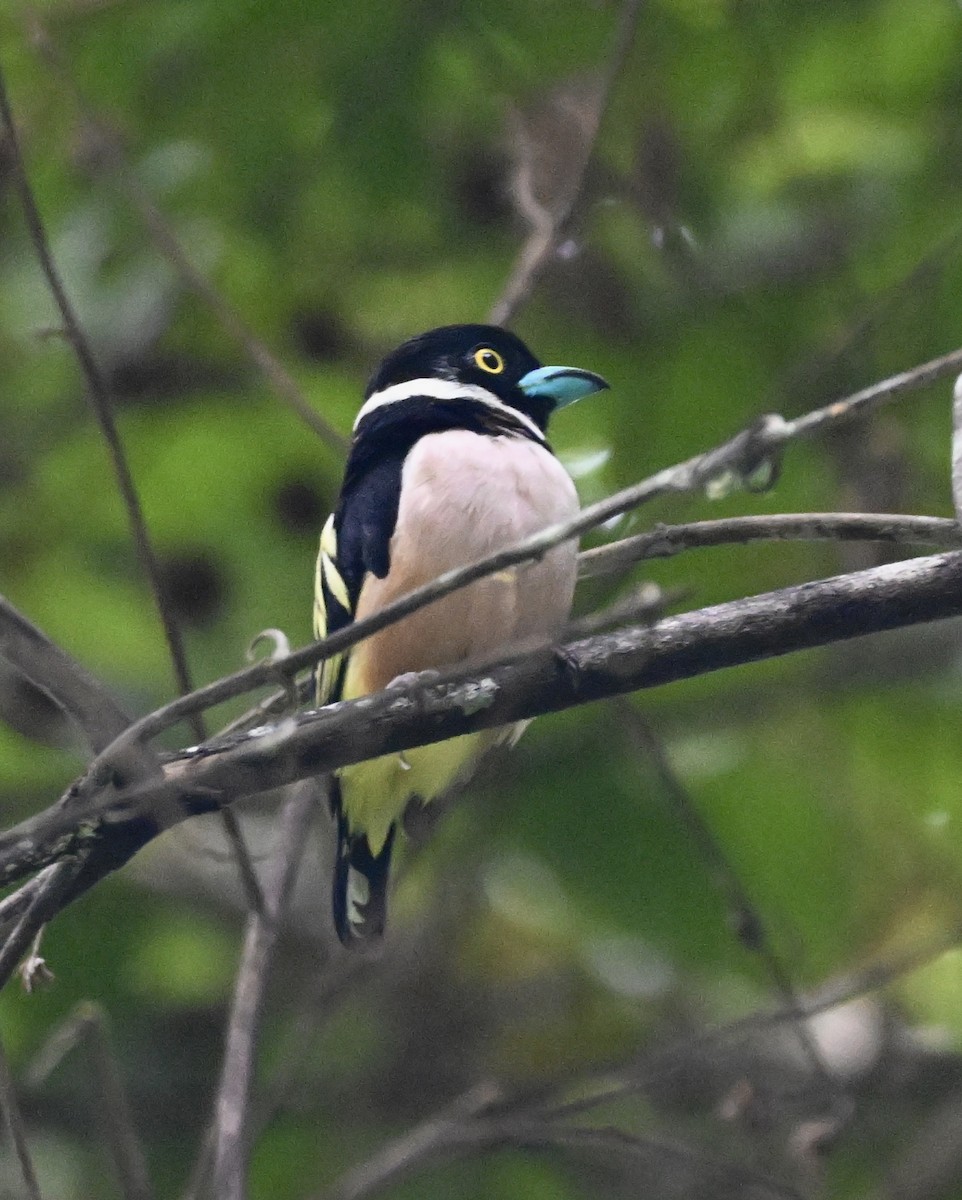 Black-and-yellow Broadbill - ML641782694