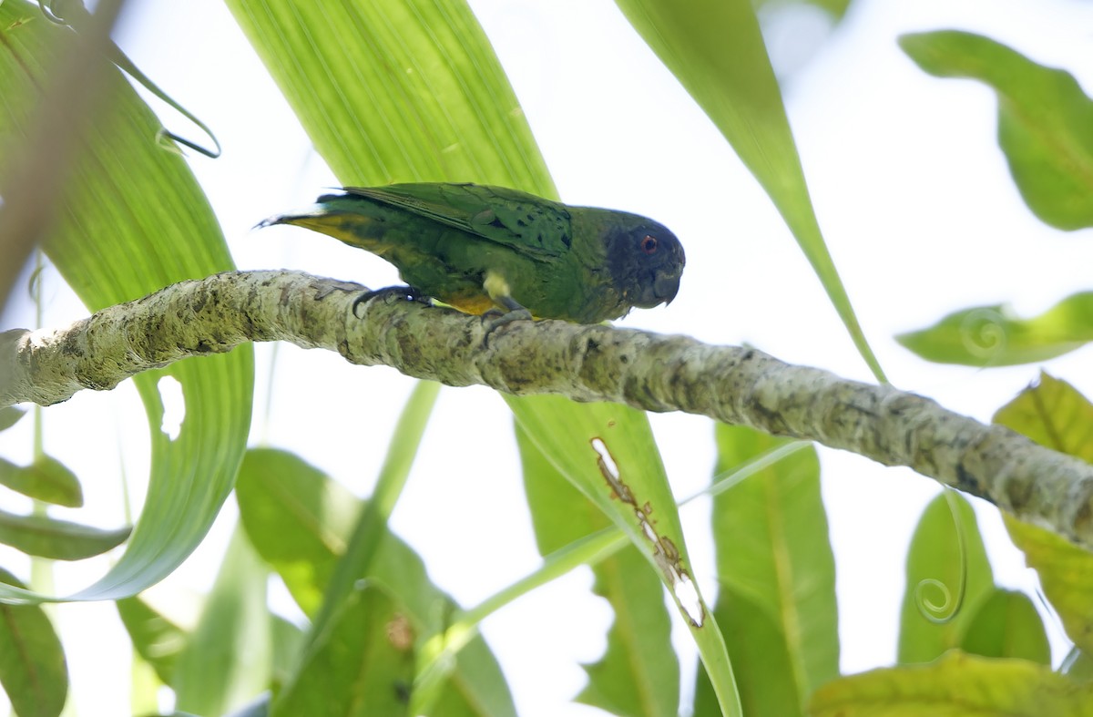 Geelvink Pygmy-Parrot - ML641782798