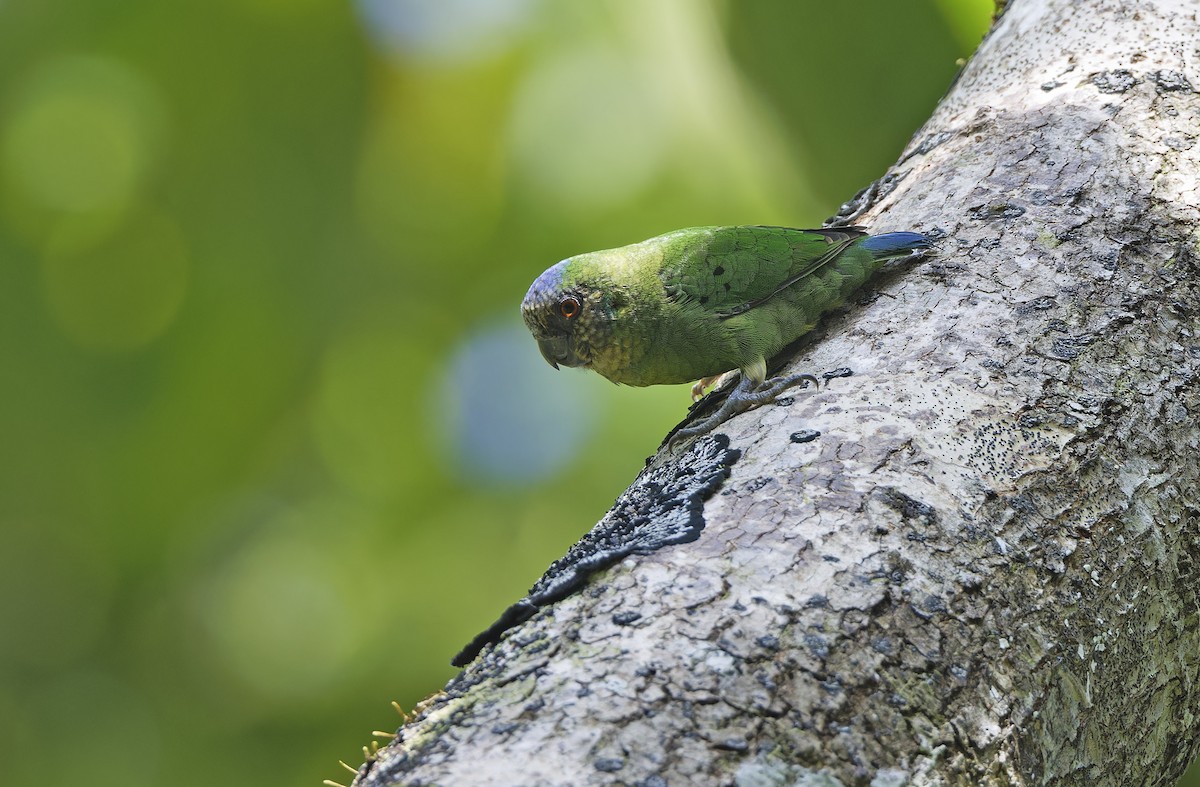 Geelvink Pygmy-Parrot - ML641782799