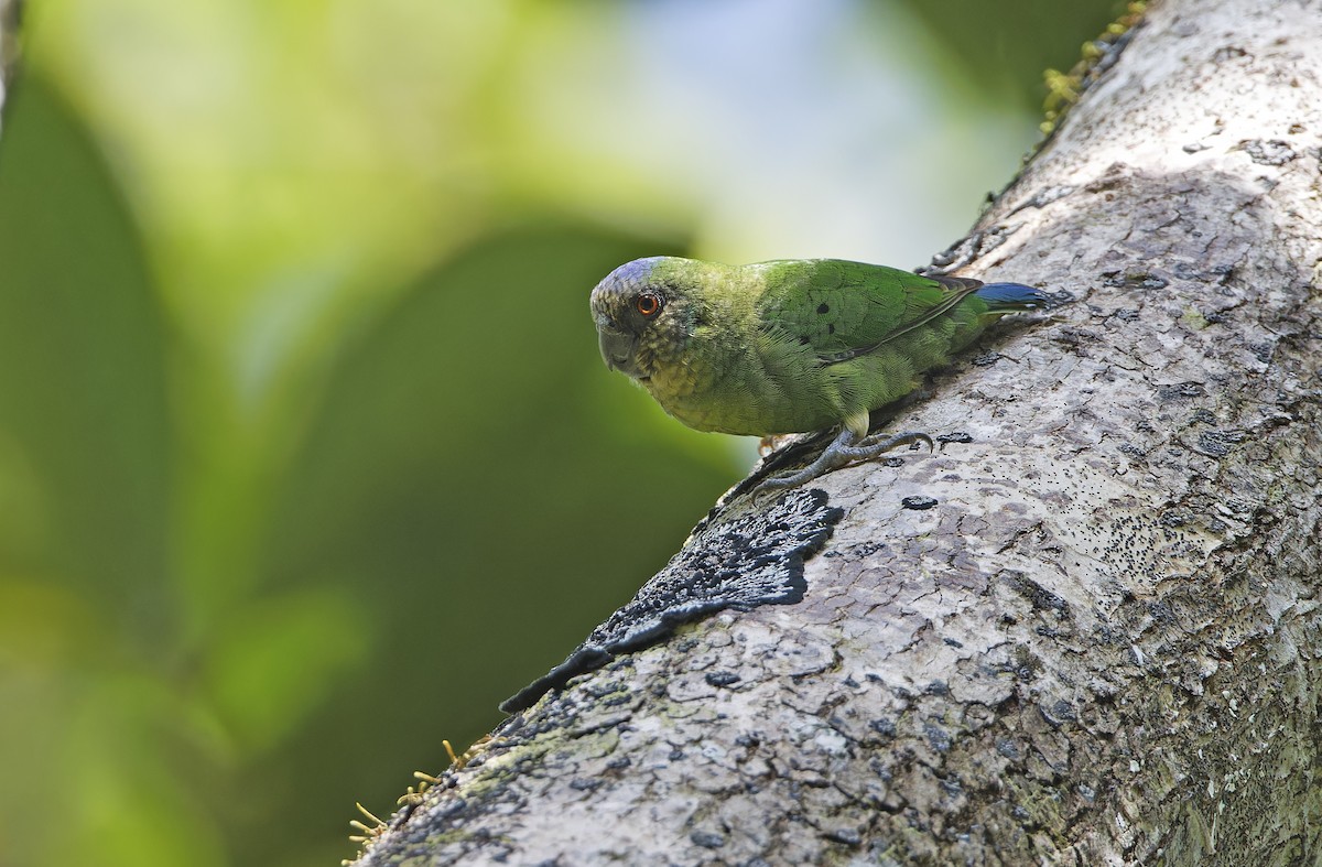 Geelvink Pygmy-Parrot - ML641782800