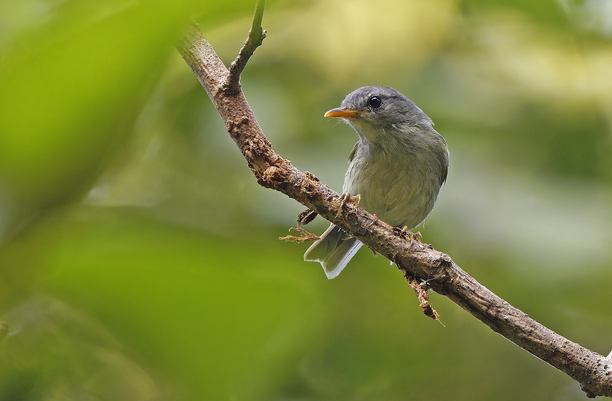 Numfor Leaf Warbler - ML641782806