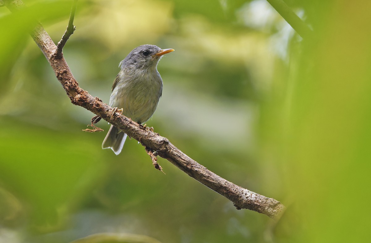 Numfor Leaf Warbler - ML641782807
