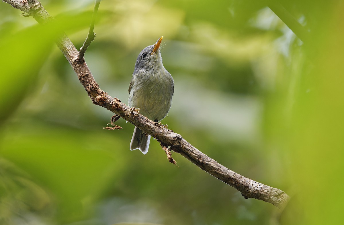 Numfor Leaf Warbler - ML641782808