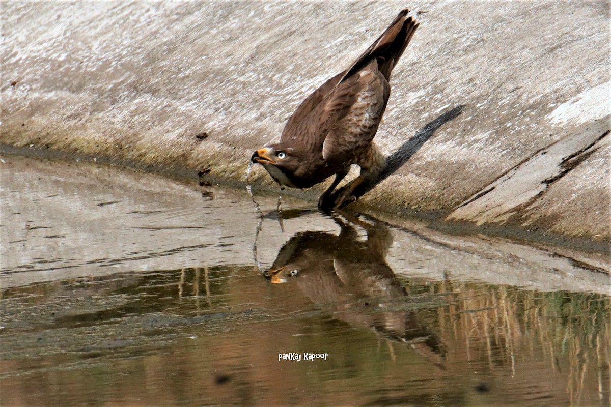 White-eyed Buzzard - ML641782825