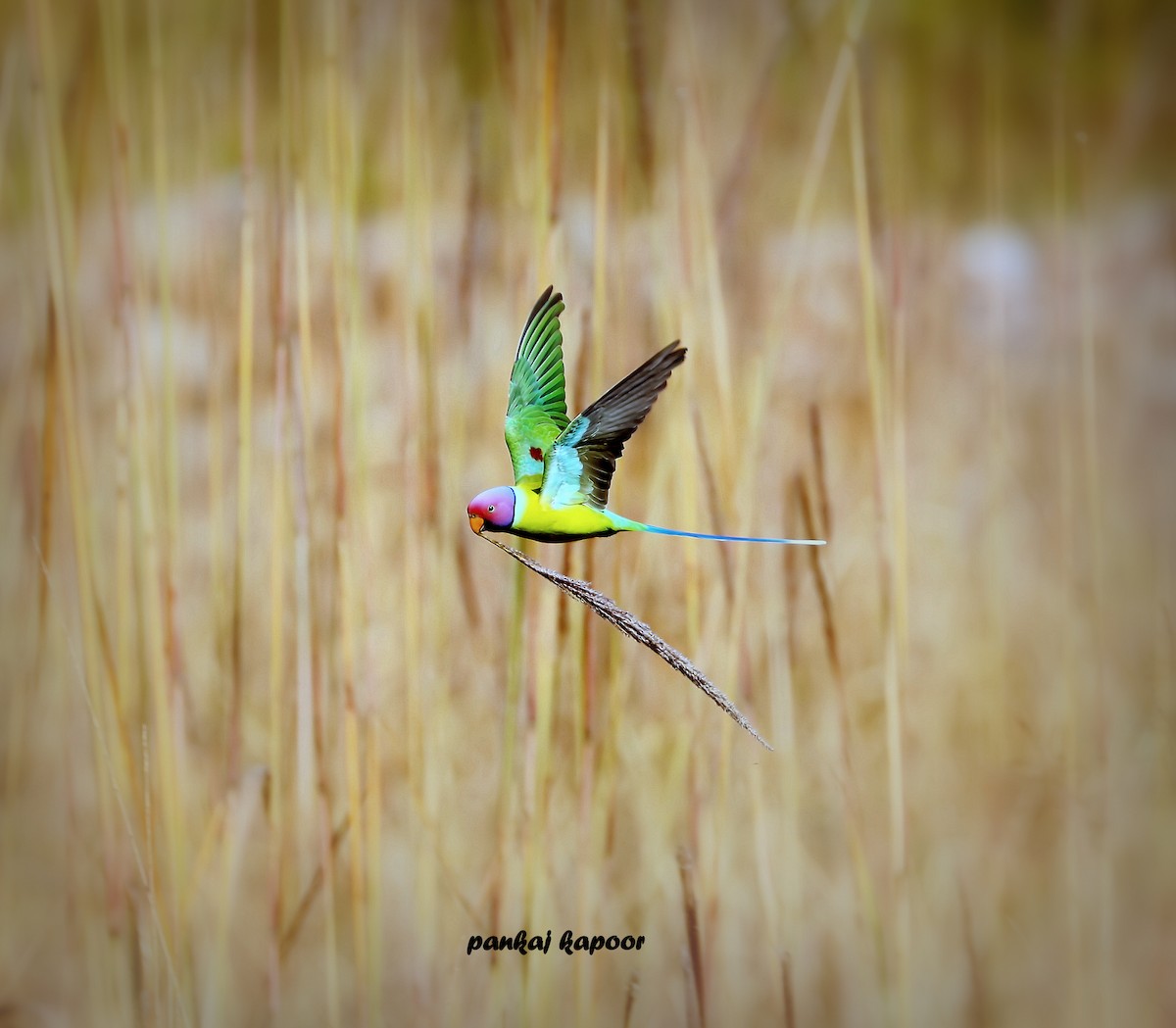 Plum-headed Parakeet - ML641782830