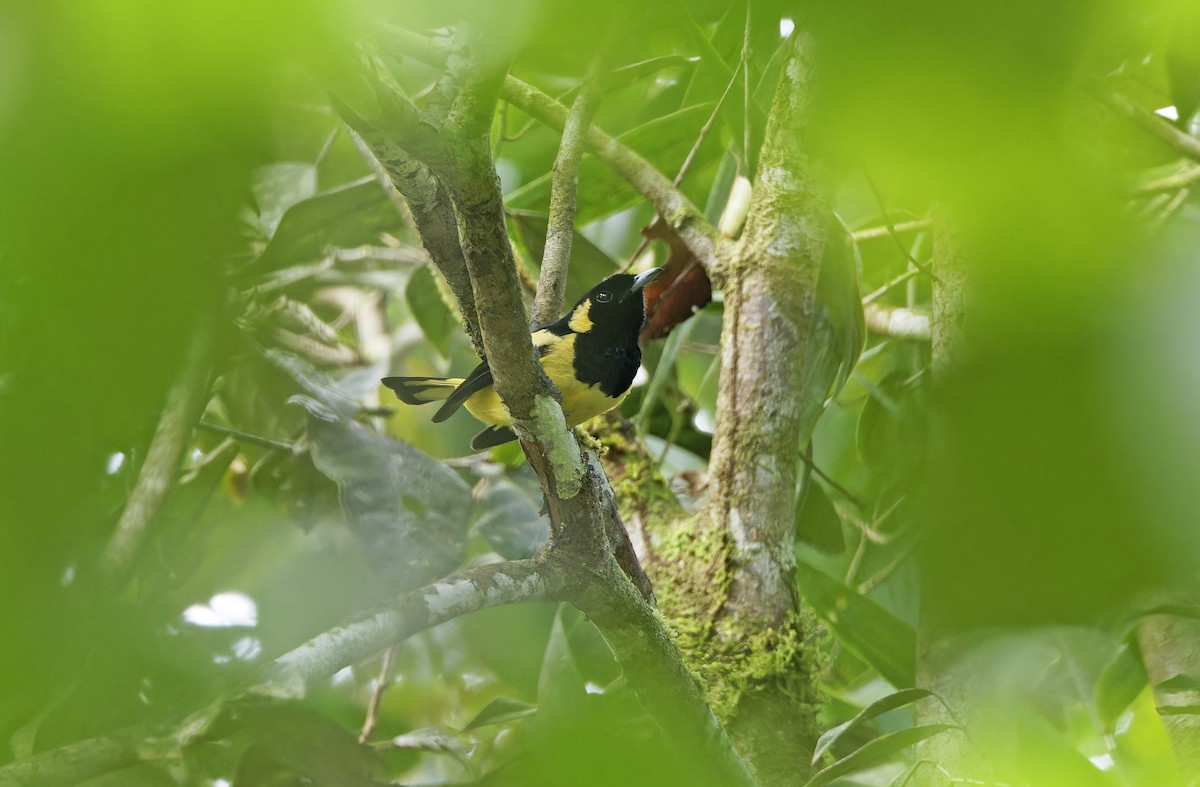 Biak Monarch - ML641782831
