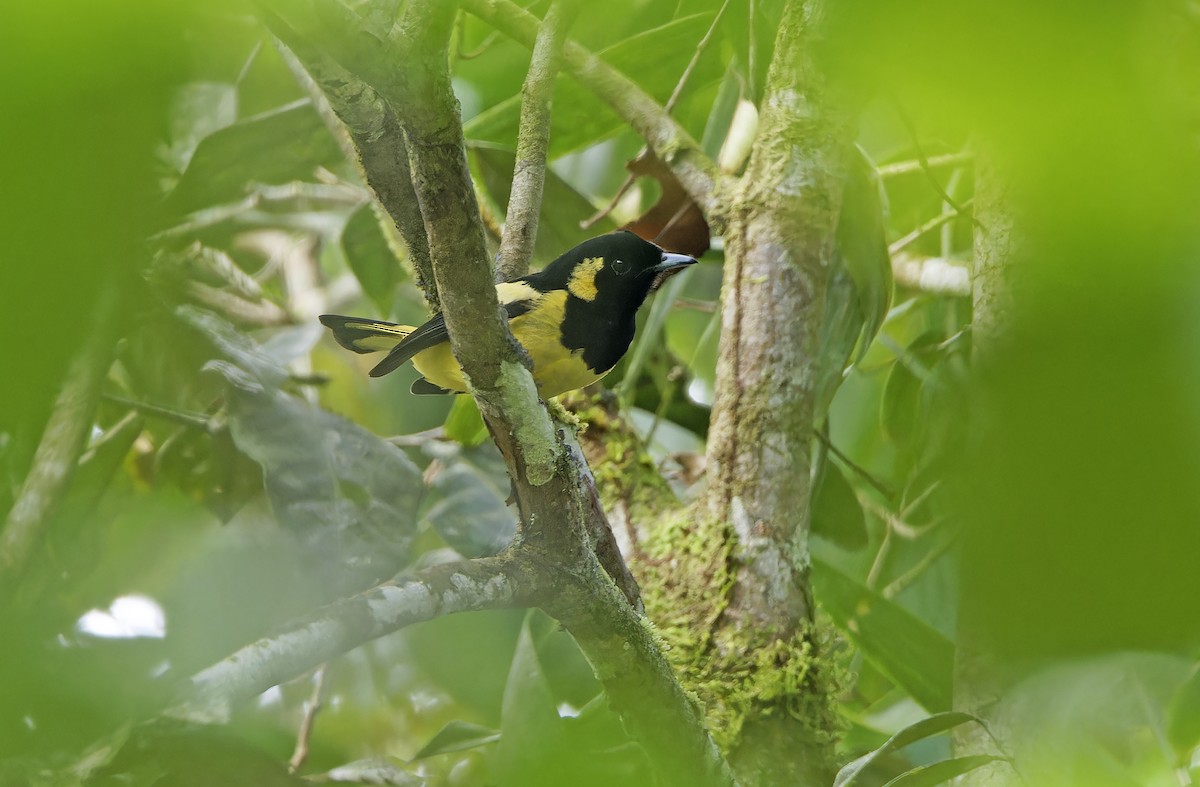 Biak Monarch - ML641782832