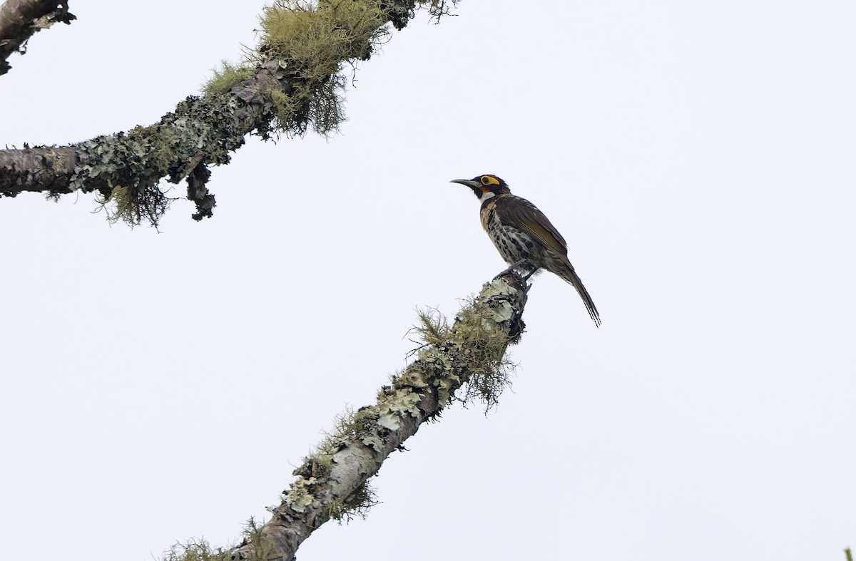 Ornate Melidectes - ML641782882