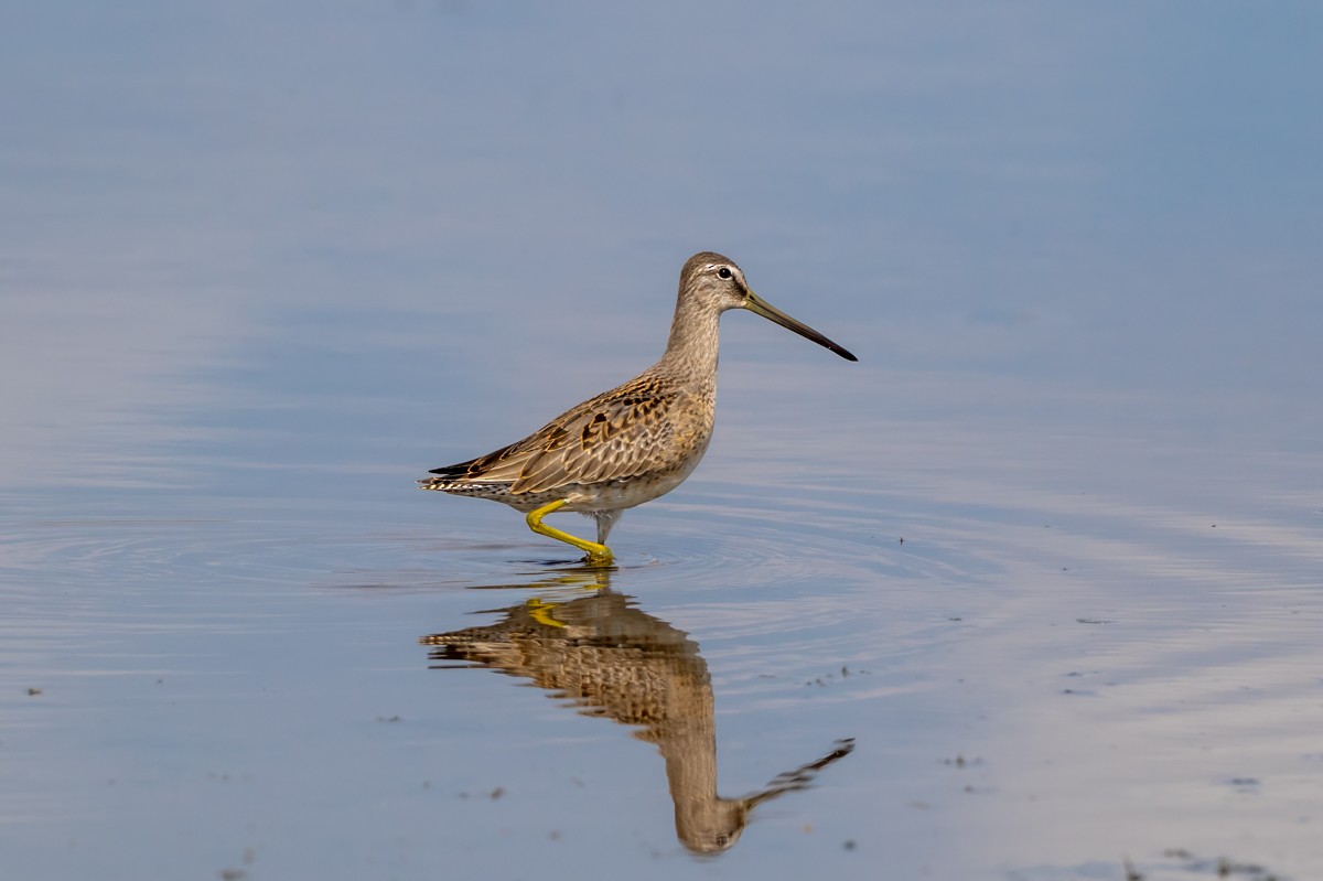 Long-billed Dowitcher - ML641782884