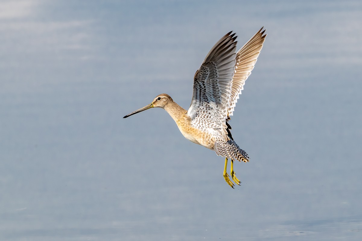Long-billed Dowitcher - ML641782886
