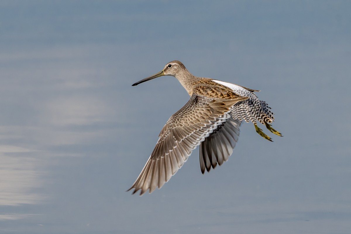 Long-billed Dowitcher - ML641782887
