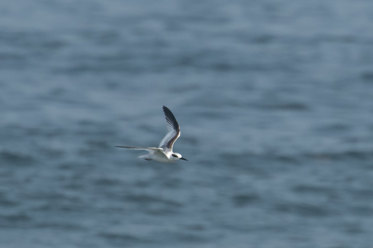 Saunders's Tern - ML641782892