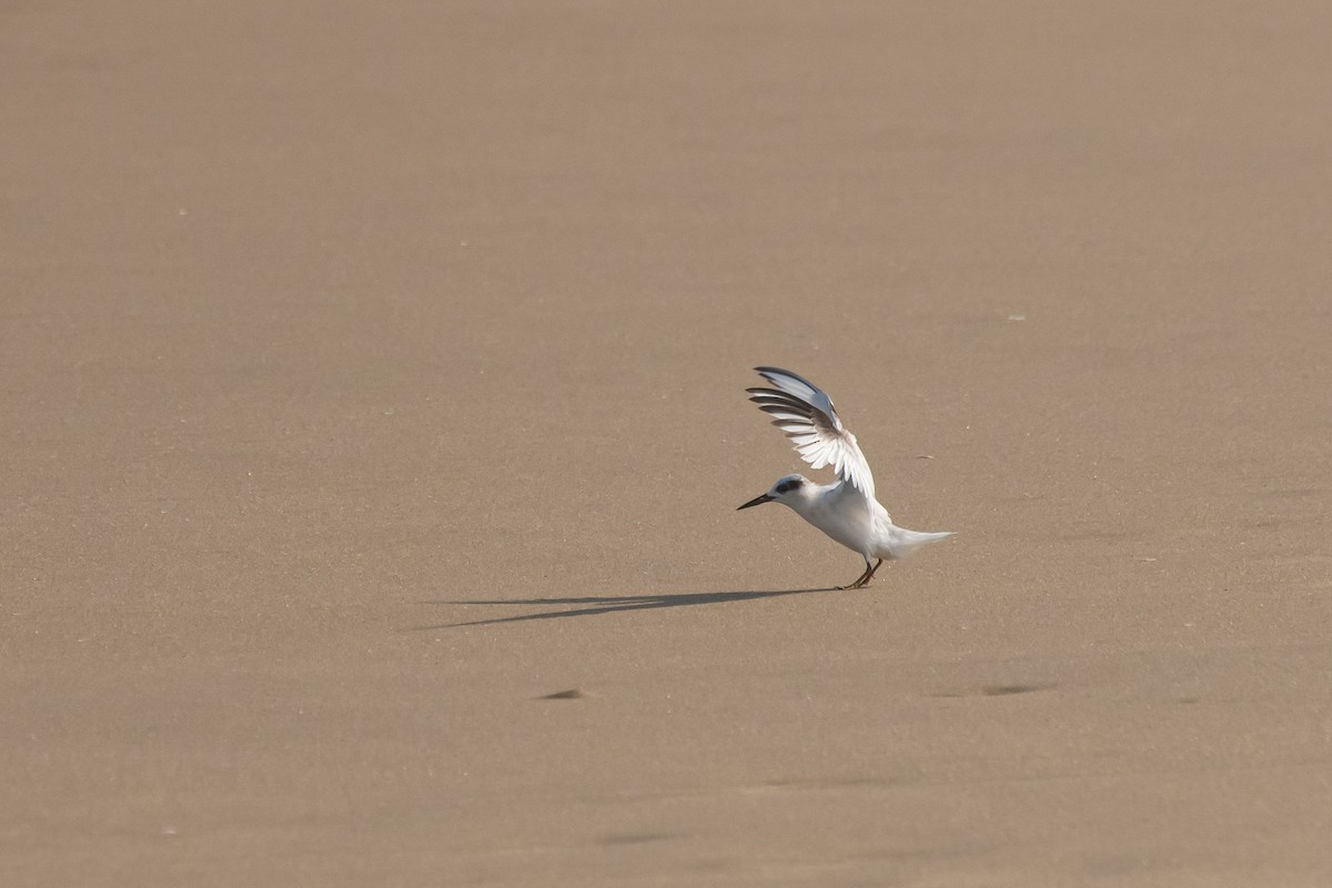 Saunders's Tern - ML641782893