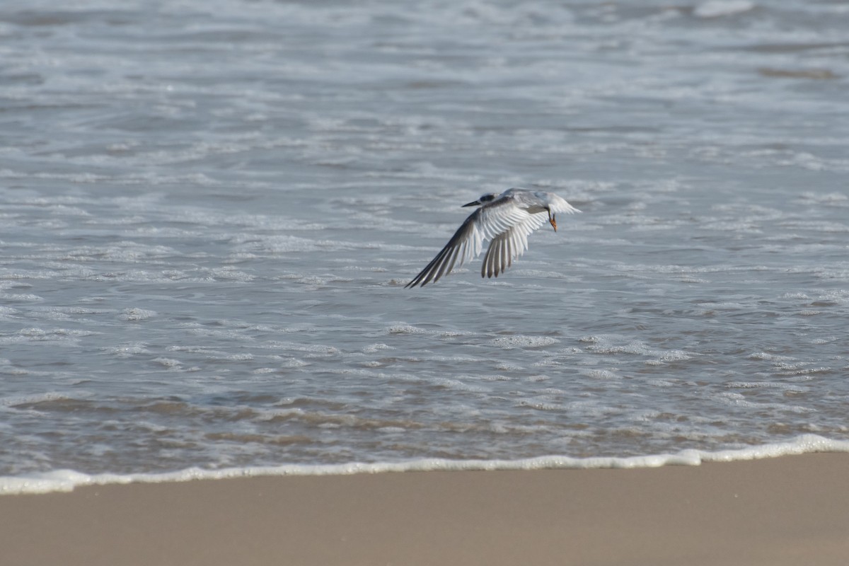 Saunders's Tern - ML641782894