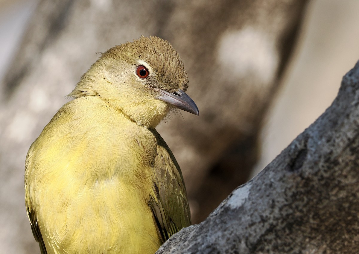 Yellow-bellied Greenbul - ML641782895