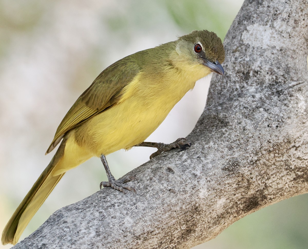 Yellow-bellied Greenbul - ML641782896