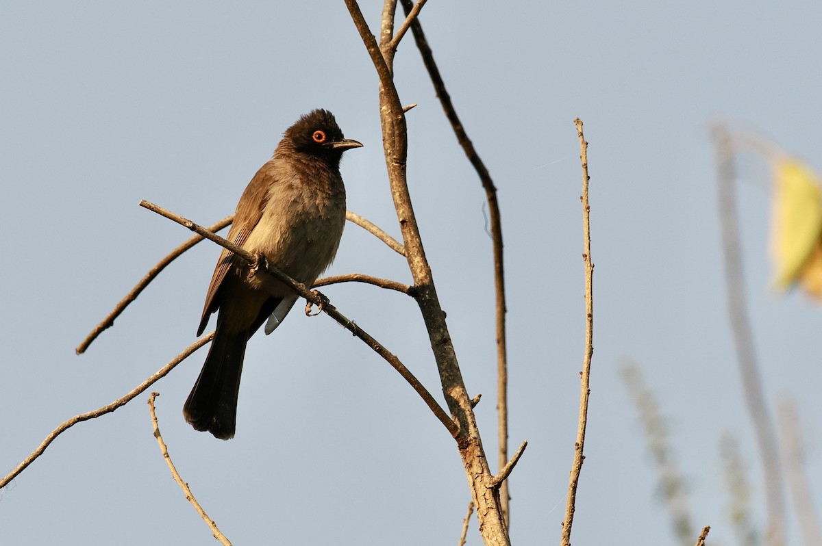 Black-fronted Bulbul - ML641782958