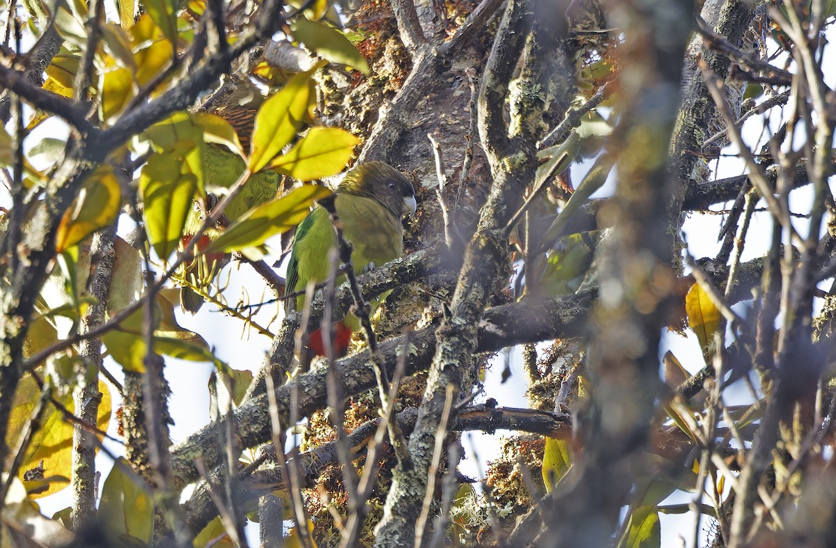 Modest Tiger-Parrot - ML641782975