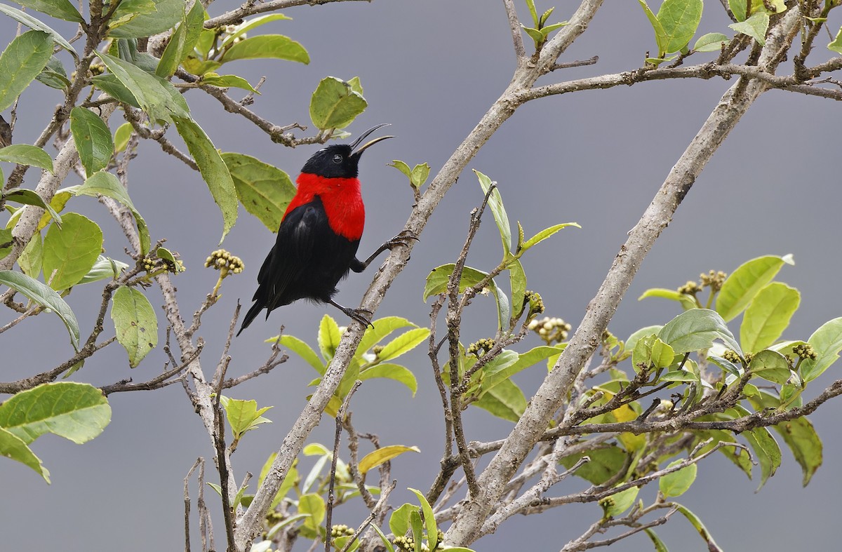 Red-collared Myzomela - ML641782990