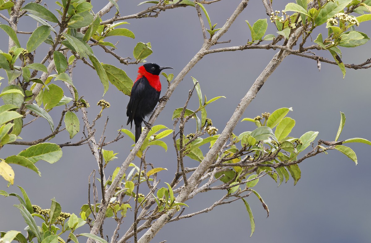 Red-collared Myzomela - ML641782992