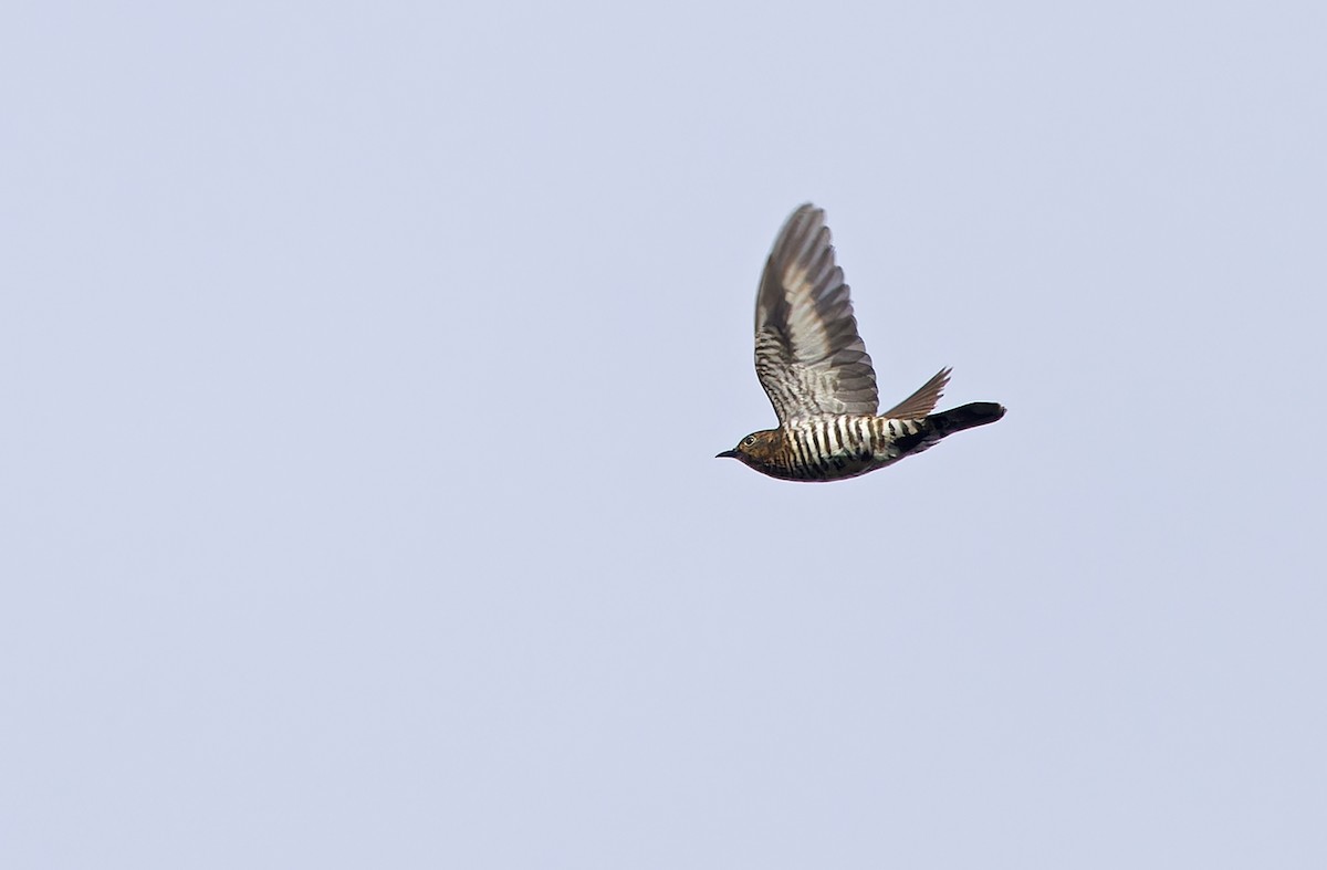 Rufous-throated Bronze-Cuckoo - ML641783009