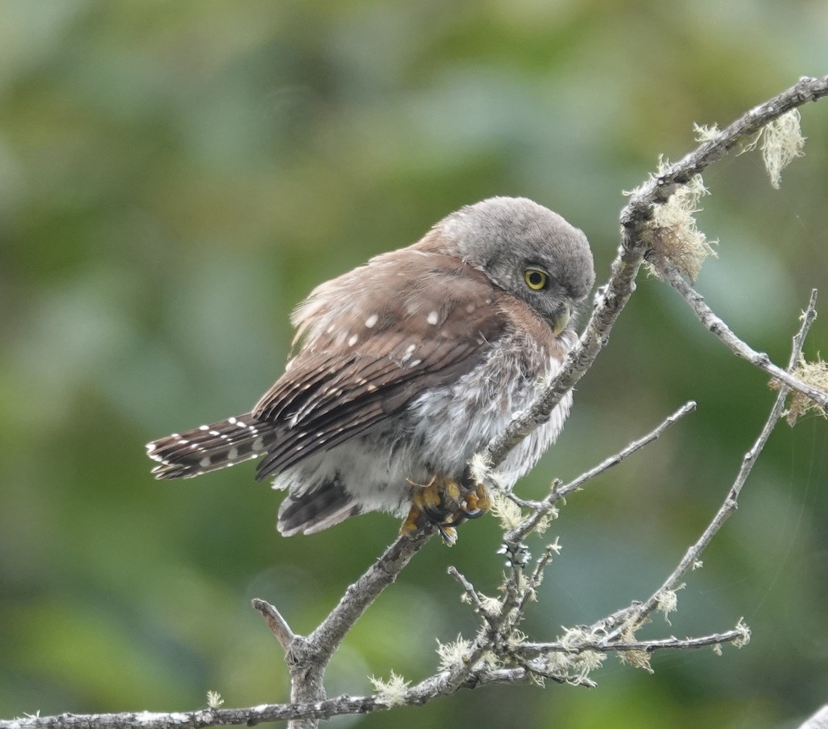 Northern Pygmy-Owl (Pacific) - ML641783010