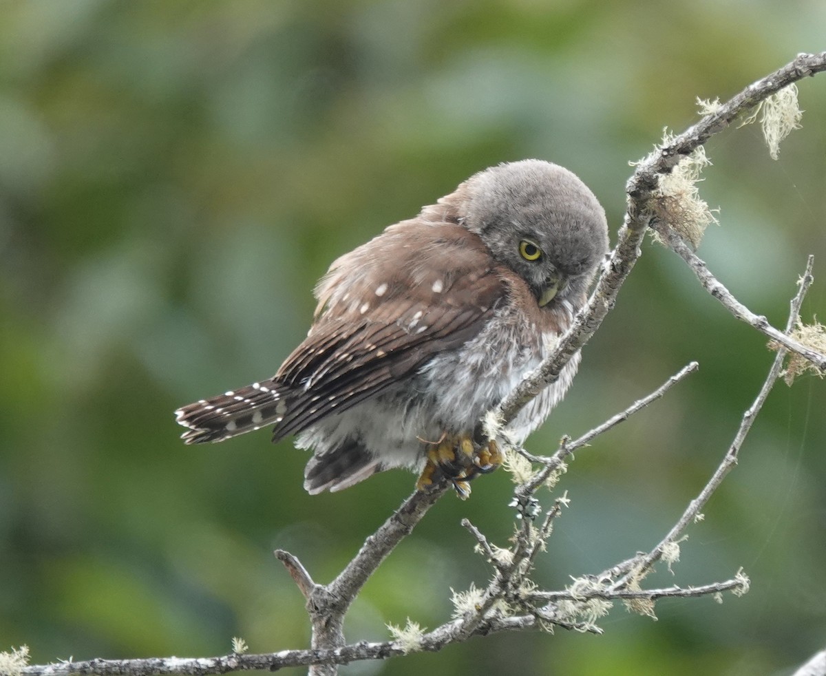 Northern Pygmy-Owl (Pacific) - ML641783011