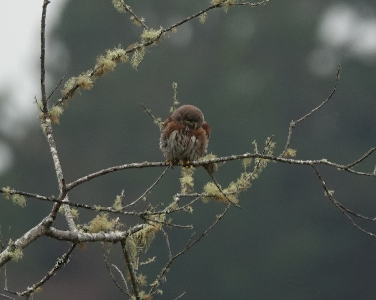 Northern Pygmy-Owl (Pacific) - ML641783016