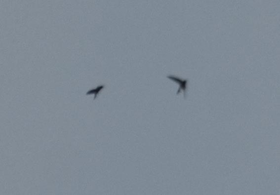Asian Palm Swift - ML641783022