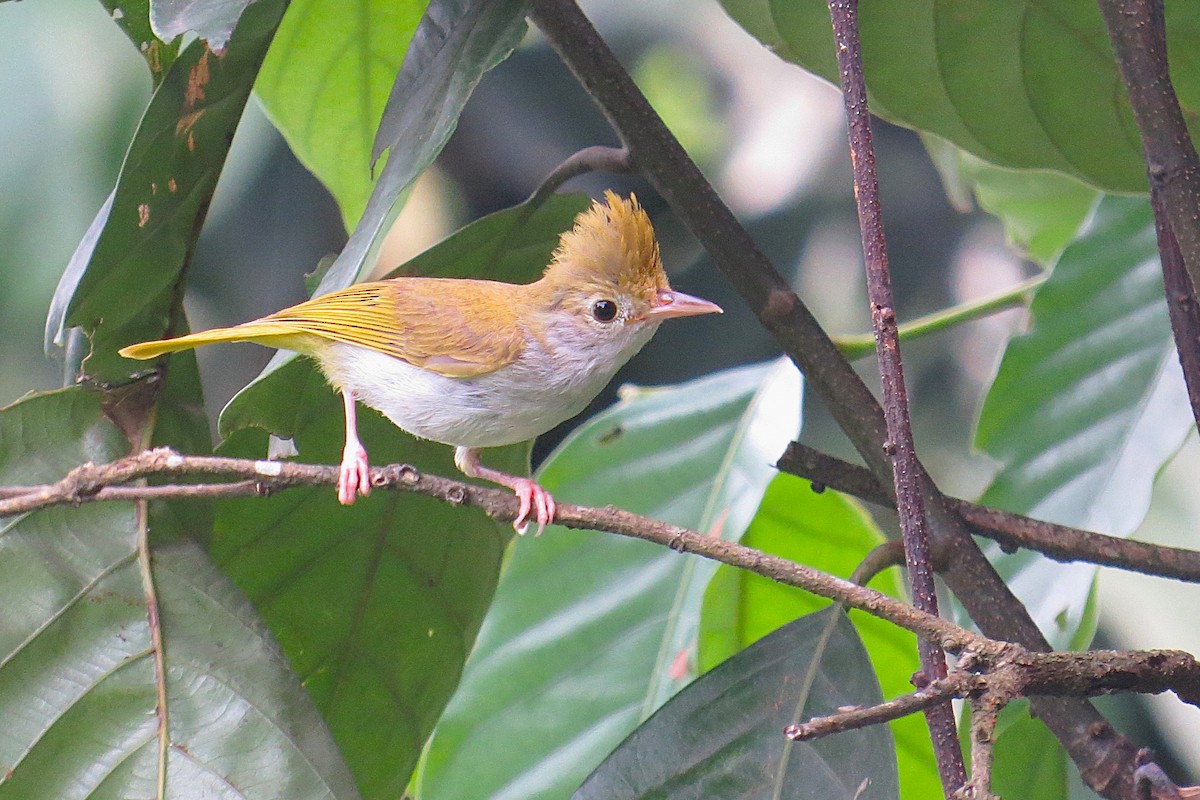 White-bellied Erpornis - ML641783040