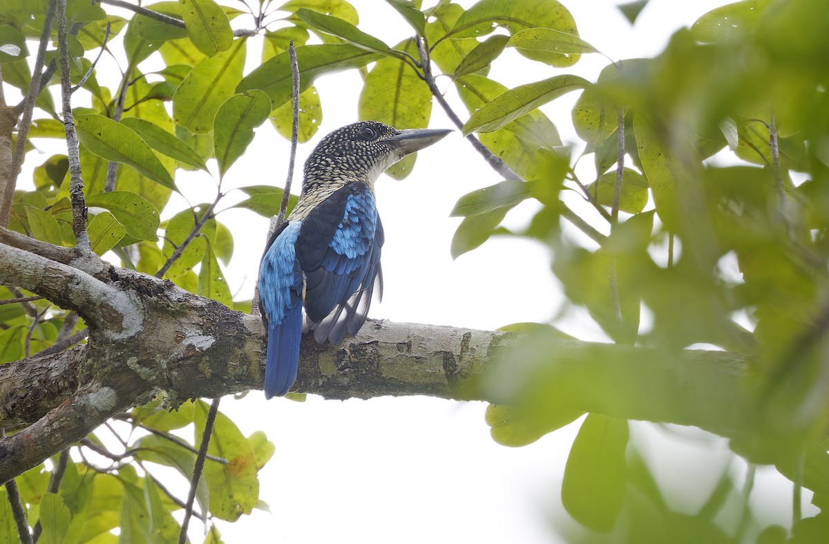 Spangled Kookaburra - ML641783048