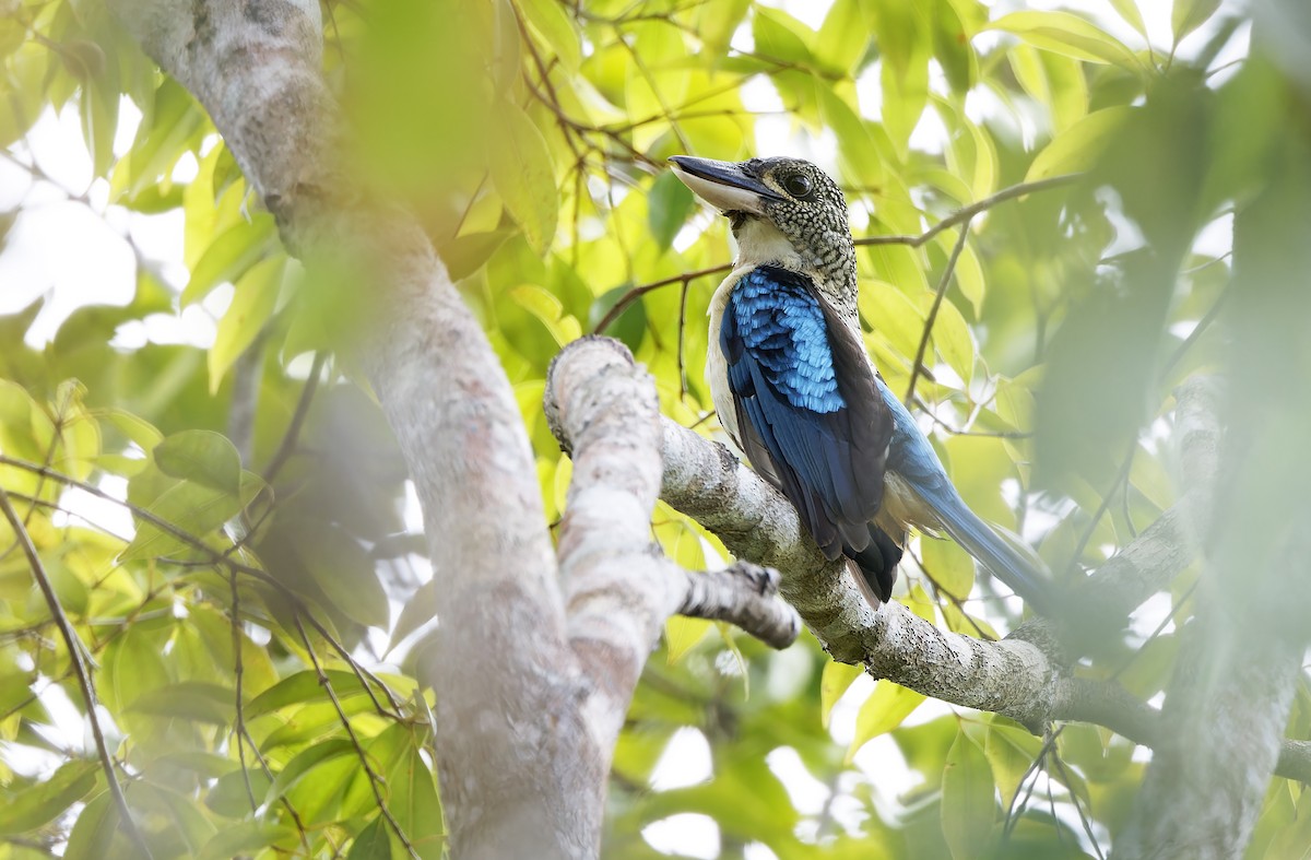 Spangled Kookaburra - ML641783049